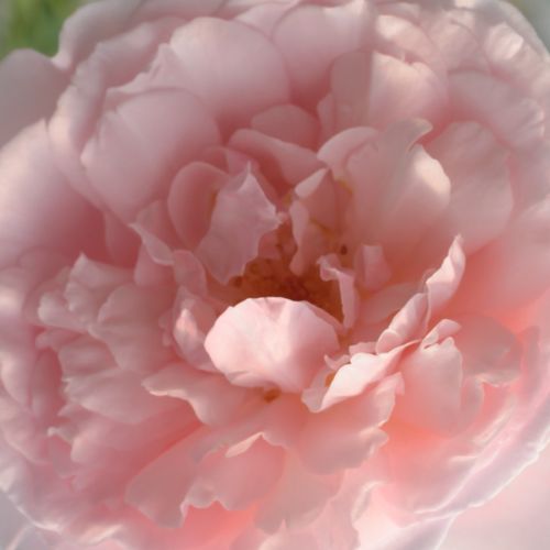 Online rózsa vásárlás - Rózsaszín - angol rózsa - diszkrét illatú rózsa - Rosa Ausclub - David Austin - Lágy, rózsaszín virágaival és alacsony, bokros termetével a kisebb kertek tökéletes növénye.